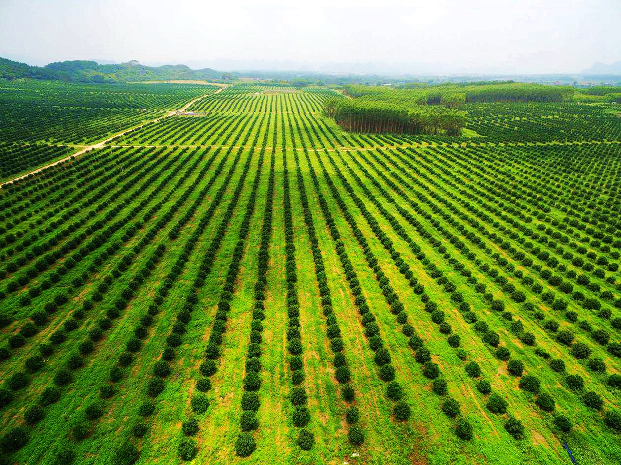 沃柑2_副本.jpg 沃柑2_副本.jpg